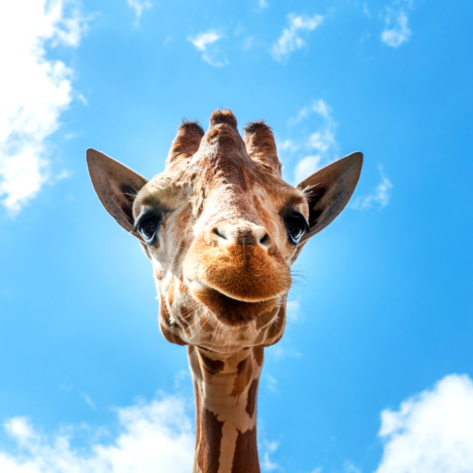 An up-close look at a giraffe at the Gladys Porter Zoo in Brownsville, Texas. Original image from Carol M. Highsmith’s America, Library of Congress collection.