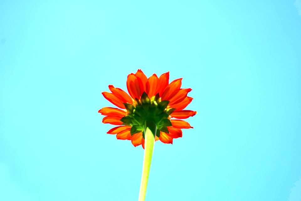 Orange Bloom On Blue