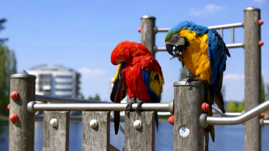 Parrots On Waterside Perch photo
