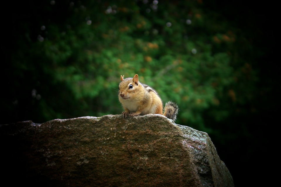 Close-up animal wildlife