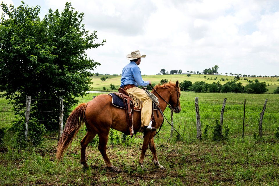 Cowhand Lars Hollis atop his horse, Catote, at the 1,800-acre Lonesome Pine Ranch, a working cattle ranch that is part of the Texas Ranch Life ranch resort near Chappell Hill in Austin County, Texas. The ranch, originally settled in 1823 by one of the "Old 300" Texas pioneers who received land grants from Stephen F. Austin, is home to quarter horses, American bison, abundant wildlife and a large Texas longhorn herd. Original image from Carol M. Highsmith’s America, Library of Congress collection.