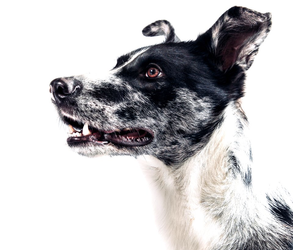 Black And White Dog