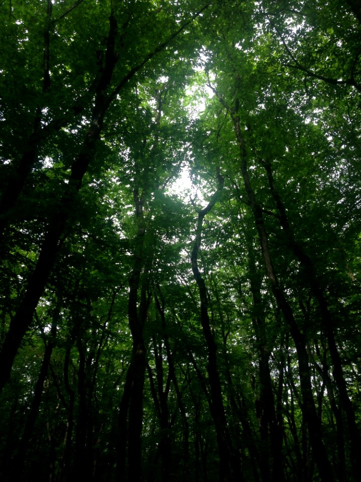 Green Trees In Forest