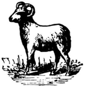 Mouton-003