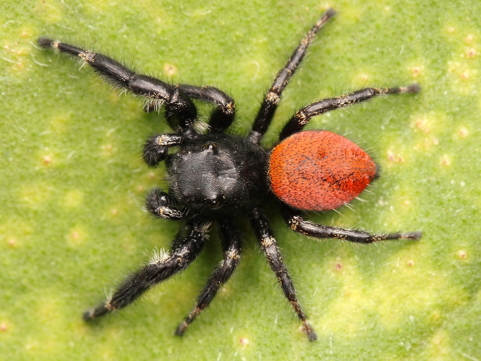 Close hairy web spider