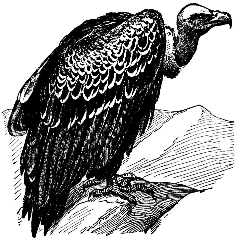 Vautour-1