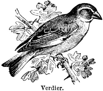 Verdier