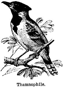 Bird Branch Beak Painting