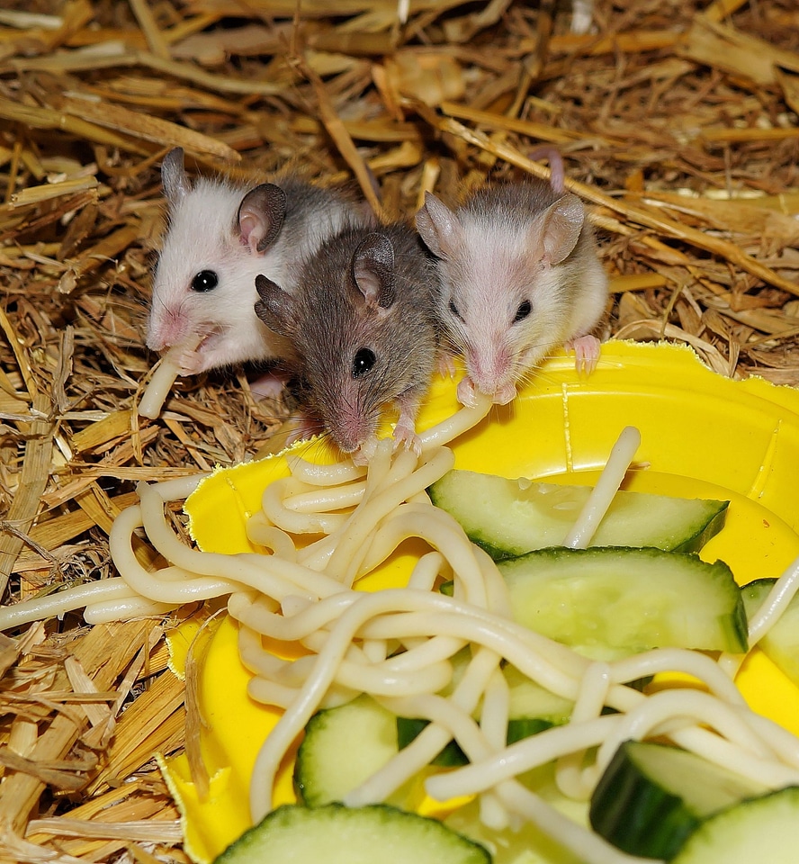 Close up young animals furry