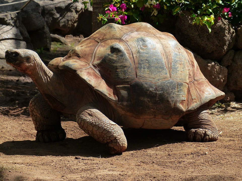 Giant tortoise geochelone sulcata panzer