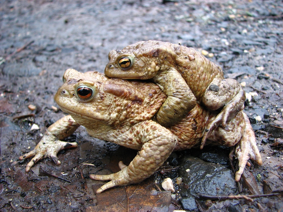 Animal reptile fauna