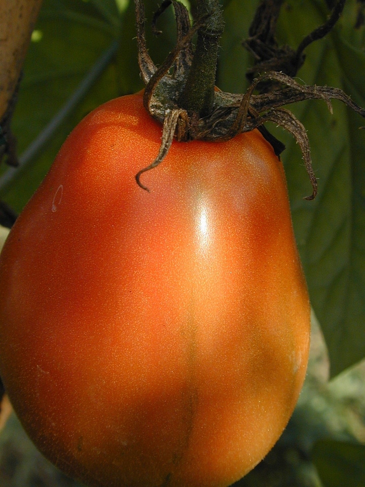 Garden juicy food