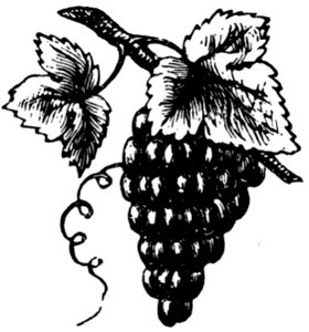 Raisin-011