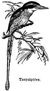 Plant Bird Beak Twig photo