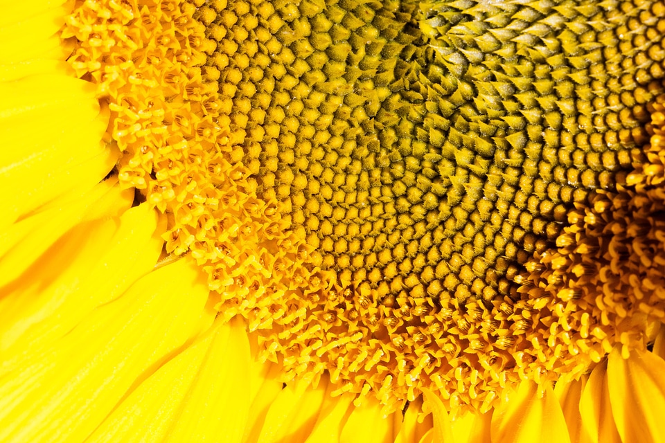 Nature plant blossom