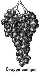 Raisin-2-OA