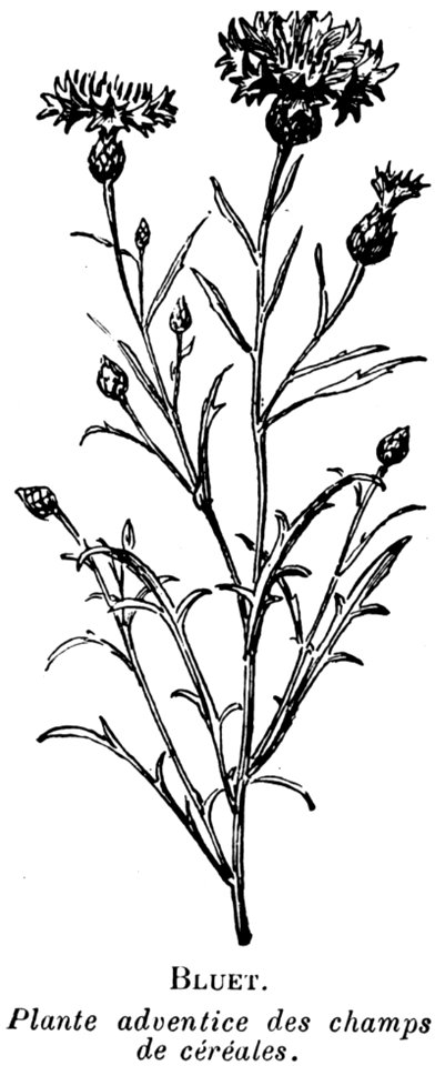 Bleuet-OA