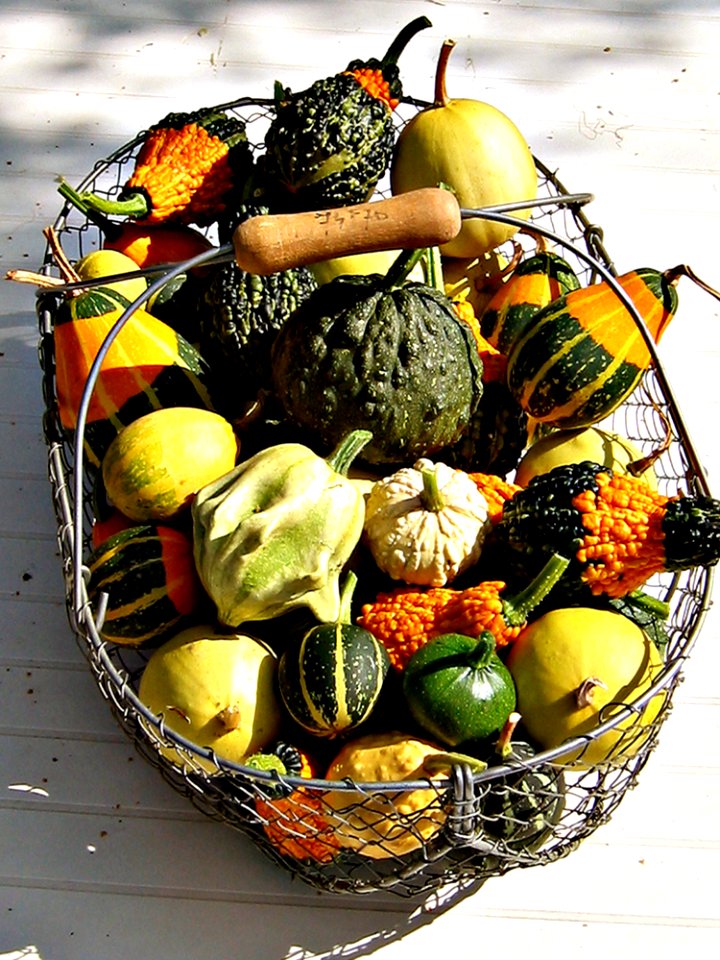 Food Pumpkin Cucurbita Winter Squash