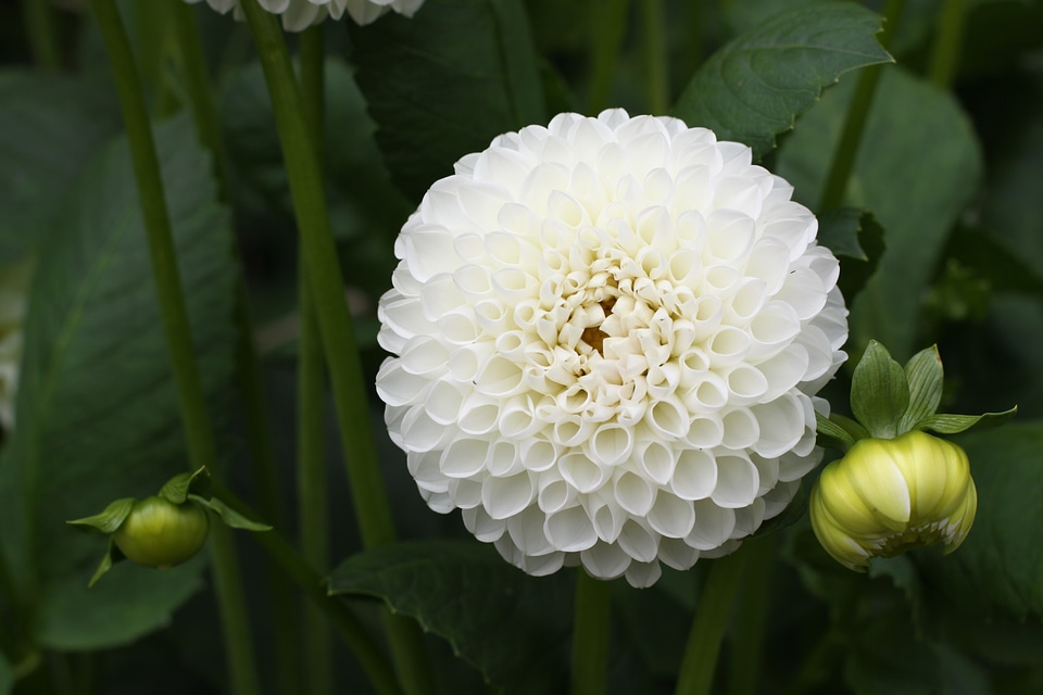 White flower dahlia garden