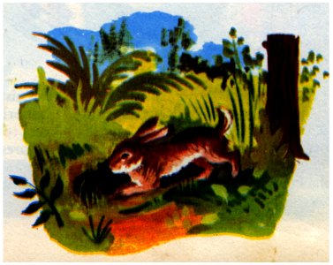 Lapin De Garenne