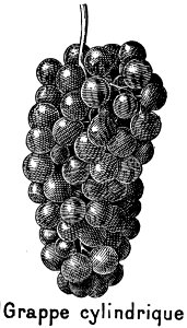 Raisin-1-OA