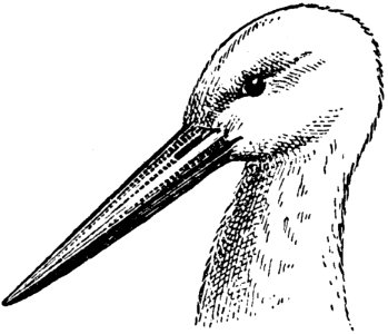 Cigogne-tete