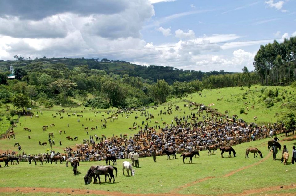 Field Of Horses
