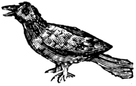 Animaux-033-TD