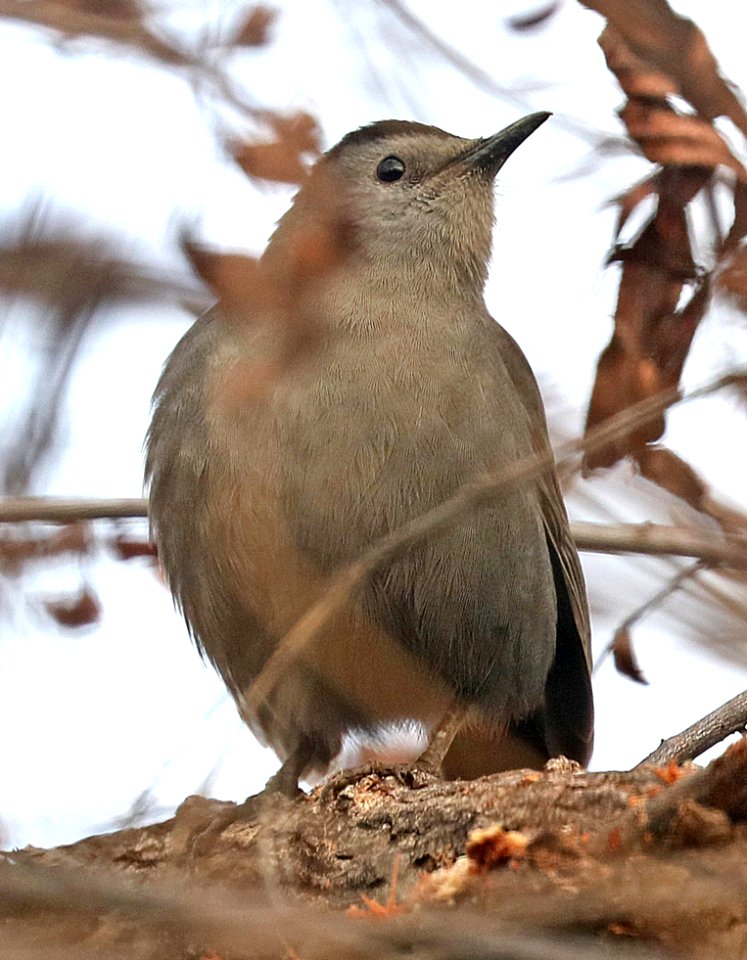 760 - GRAY CATBIRD (12-17-2016) Patagonia Lake Santa Cruz Co Az -01