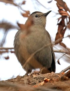 760 - GRAY CATBIRD (12-17-2016) Patagonia Lake Santa Cruz Co Az -01