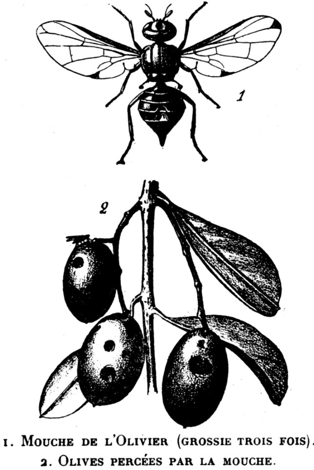 Mouche-olivier-OA