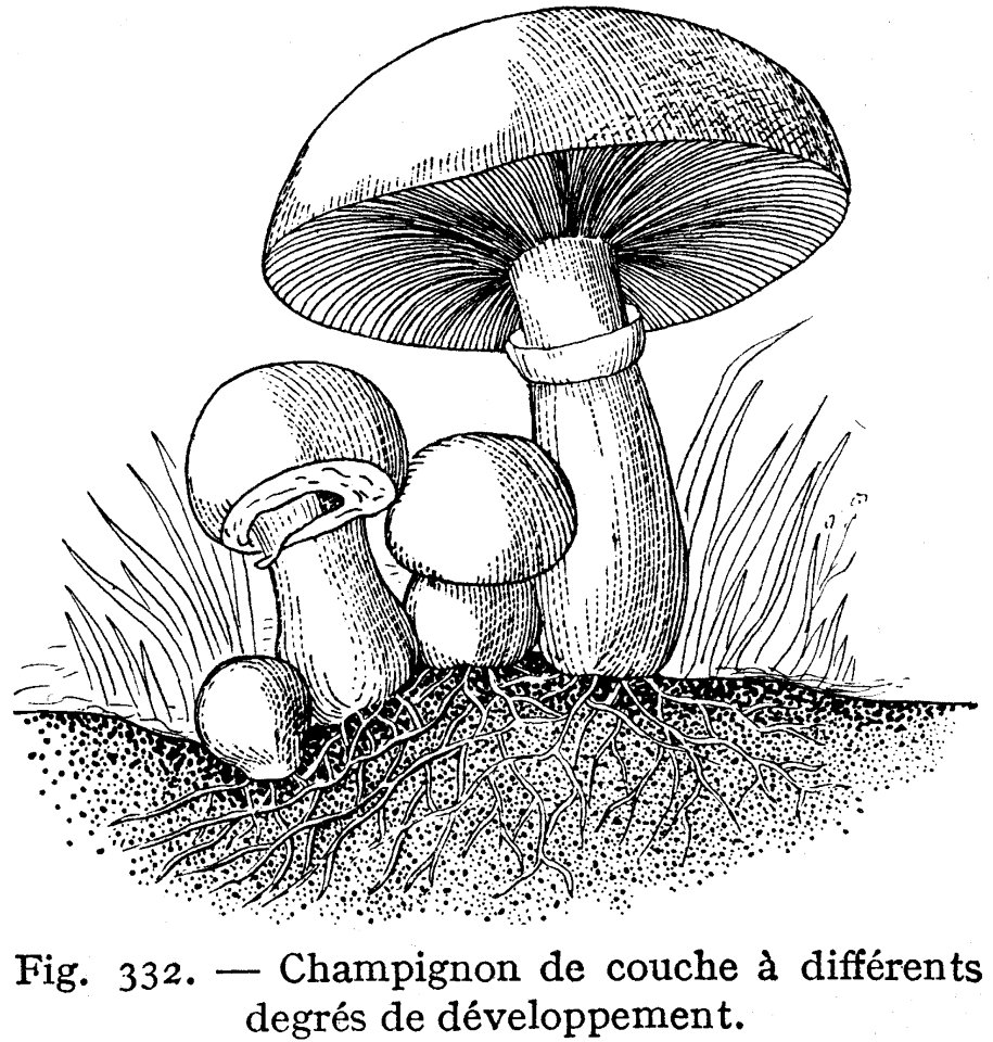 Champignon De Couche