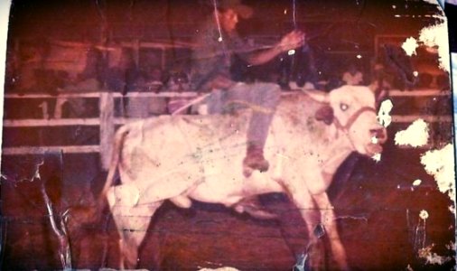 Steer Rider In Corral