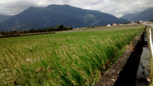 Rice Paddy Landscape