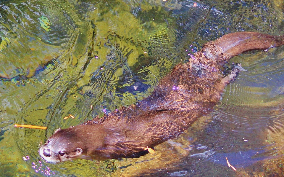 Animal nature whiskers