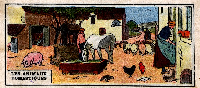 Les Animaux Domestiques