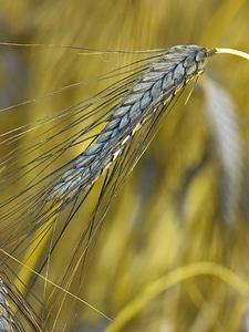 Triticum dicoccon var atratumgetreide cereal