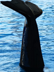 Orca wal water photo