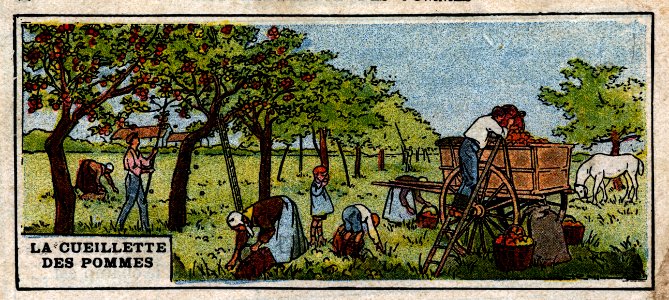 La Cuillette Des Pommes