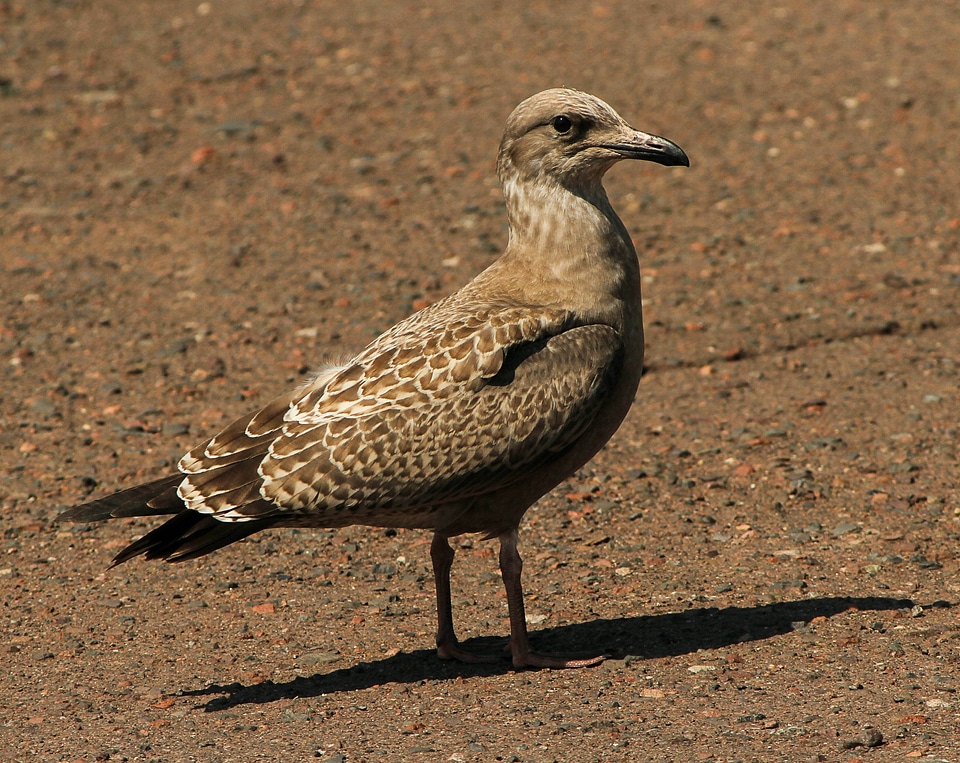 American herring gull subspecies nautical