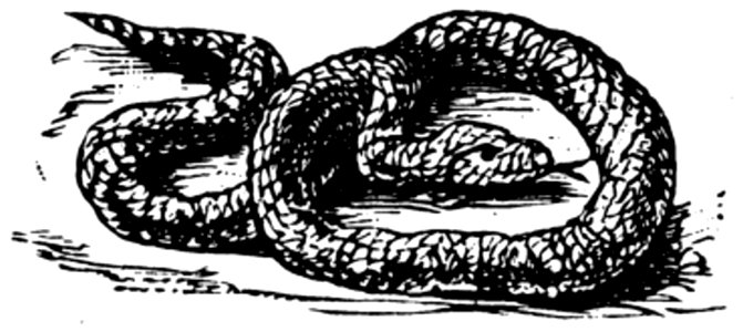 Serpent-001