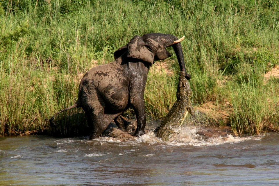 Elephant-vs-Crocodile (4)