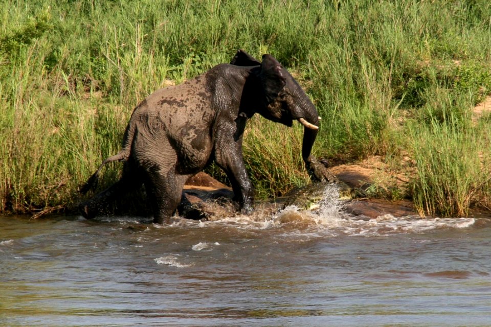 Elephant-vs-Crocodile (1)