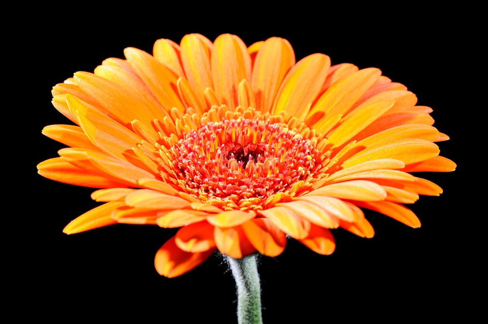 Bloom close up flowers