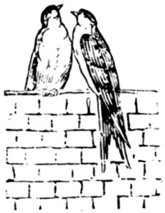 Hirondelle-004