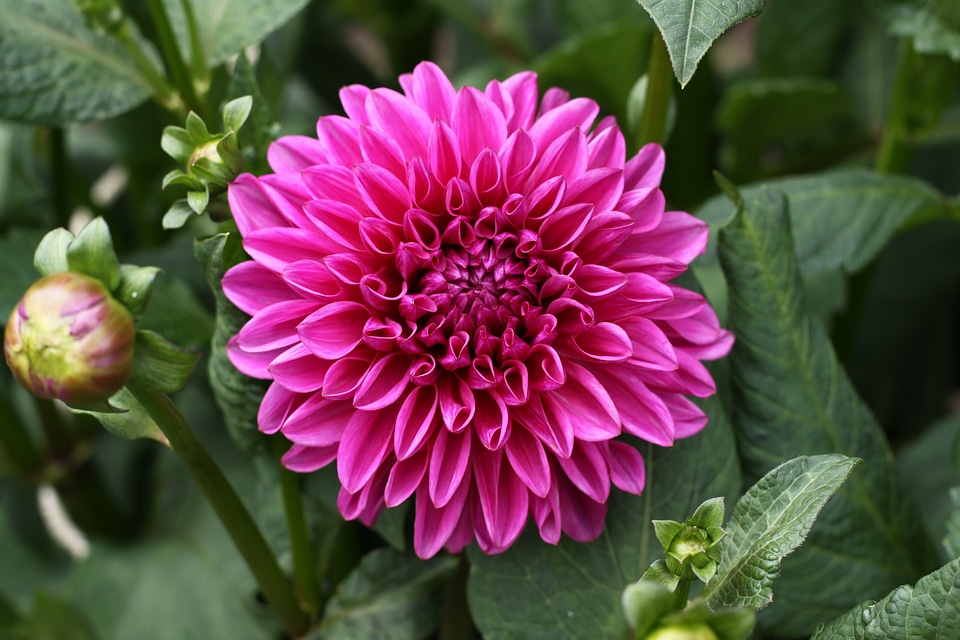 Flower dahlia garden plant