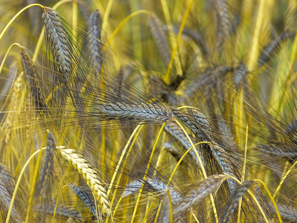 Triticum dicoccon var atratumgetreide cereal