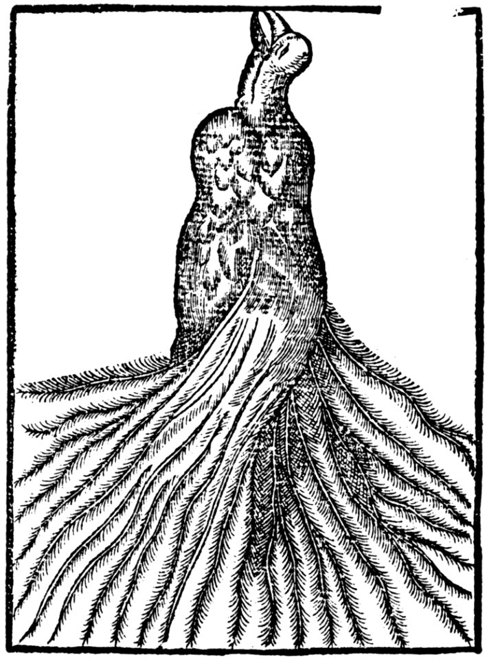 Bird In Plumage Illustration