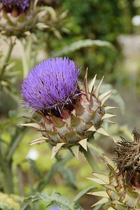 Bloom plant healthy