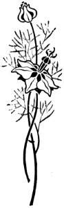Ornement-108